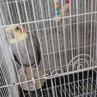 عروس هلندی