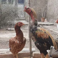 خروس لاری وارداتی ترک اصل