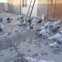 کبوتر|پرنده|بهارستان, |دیوار