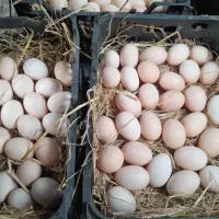 تخم مرغ محلی درشت