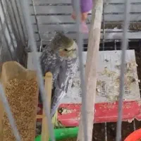 جوجه عروس هلندی 90روزه دستی