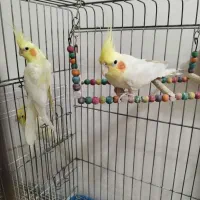 عروس هلندی|پرنده|مشهد, فتح المبین|دیوار