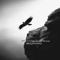 یک سگ پیدا شده )بافت(