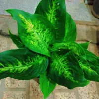 گل طبیعی اگلونماقرمز|گل و گیاه طبیعی|مشهد, ایثارگران|دیوار