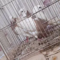 شادگان|پرنده|عباسآباد, |دیوار