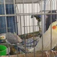 یک جفت عروس هلندی نروماده|پرنده|محمدشهر, محمدشهر|دیوار