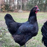 90 مرغ تخمذار جوون محلی سیاه