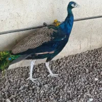 طاووس|پرنده|مشهد, شهید بهشتی|دیوار