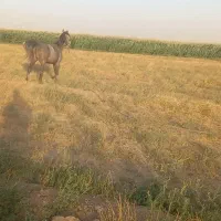 مادیان ۵ساله نژاد کرد یورقه|اسب و تجهیزات اسب‌سواری|قزوین, |دیوار