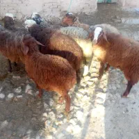 بره نر|حیوانات مزرعه|باوله, |دیوار