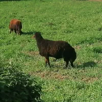 گوسفند|حیوانات مزرعه|رامیان, |دیوار