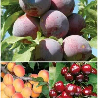 نهال تنسگل ، درخت مقاوم در سرما ، نهالستان میوه