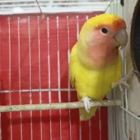 کوتوله برزیلی هلویی (نر)