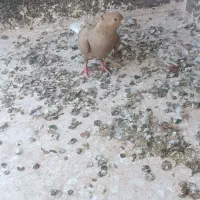 جفت گاهی