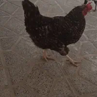 مرغ تخم گذار امروک
