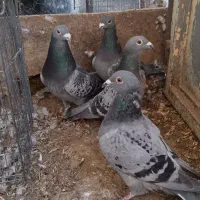 کبوتر مسافتی