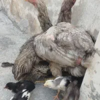 دو عدد مرغ لاری اصل با جوجه و خروس