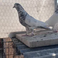 کبوتر پرشی|پرنده|اصفهان, بوستان ناژوان|دیوار