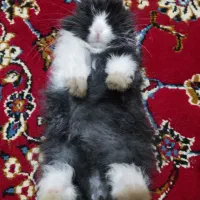 خرگوش لوپی خونگی