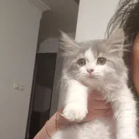 واگذاری گربه|گربه|ساری, |دیوار