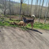 سگ سرابی دوساله