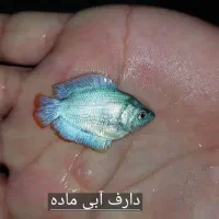 گورامی عسلی،دارف آبی،قرمز