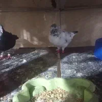 دو جفت کبوتر تهرانی کاکلی و شازده اصیل
