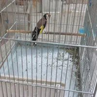 سهره|پرنده|شهر ری, شهرک نظامی|دیوار