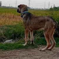 سگ پژدر|سگ|گرگان, |دیوار