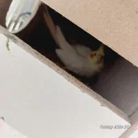 دو جفت عروس هلندی. باقفس . معاوضه با قناری|پرنده|فولادشهر, B5|دیوار