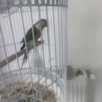 گرینچیک نر سالم و سرحال