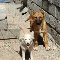 توله سرابی 4ماهه فی 5ت