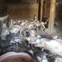بوقلمون برنز یک ماهه وبوربون سه ماهه