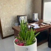 کارپر درامد