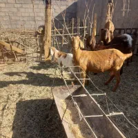 بز جوان دورگ سانن و ابستن|حیوانات مزرعه|طبس, |دیوار