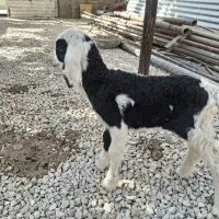 یک راس بره شیری ماده ذات دار|حیوانات مزرعه|مرودشت, فیروزی|دیوار