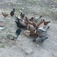 مرغ