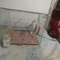 عروس هلندی صورت سفید|پرنده|قروه, |دیوار