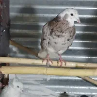 شازده هفرنگ پرشی عالی