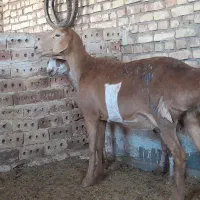 دوتامیش جوان دوبرچینی