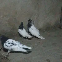 کله سیاه کلی پلاس طوقی