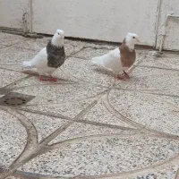 کفتر جفت طوقی