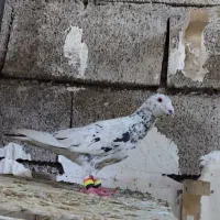 کوهی دورگ