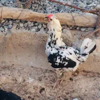 تعدادی مرغ و خروس جهت نگهداری یا قصابی