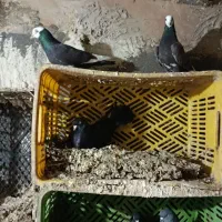 فروش کبوتر