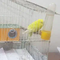 مرغ عشق