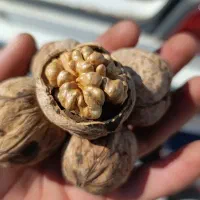 گردو محلی درجه یک|خوردنی و آشامیدنی|چرام, |دیوار