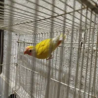 کوتوله زرد صورت هلویی