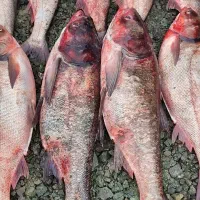 ماهی طبیعی  ( عمده )