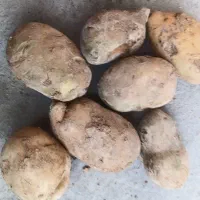 خرید سیب زمیی فندقی